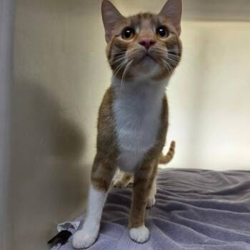 Franklin -  Domestic Short Hair Cat for Adoption in Harrisonburg, Virginia - Franklin | PetCurious