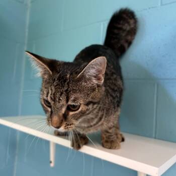 Lenora -  Domestic Short Hair Cat for Adoption in Roxboro, North Carolina - Lenora | PetCurious