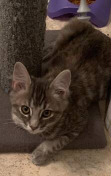 Daphne -  Tabby Cat for Adoption in Gilbert, Arizona - Daphne | PetCurious