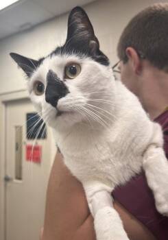 George -  Domestic Medium Hair and Domestic Short Hair Cat for Adoption in Fishers, Indiana - George | PetCurious
