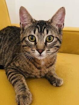 Finn -  Domestic Short Hair Cat for Adoption in Vashon, Washington - Finn | PetCurious