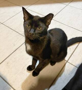 Loki Porter -  Domestic Short Hair Cat for Adoption in Philadelphia, Pennsylvania - Loki Porter | PetCurious