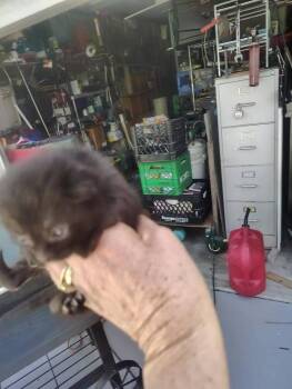 Lucky -  Domestic Medium Hair Cat for Adoption in Deltona, Florida - Lucky | PetCurious