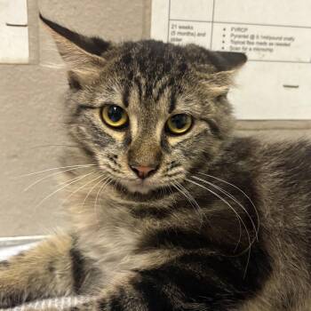 Scarlett -  Domestic Medium Hair Cat for Adoption in Yuma, Arizona - Scarlett | PetCurious