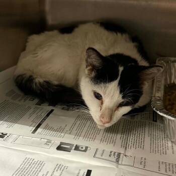 Domestic Short Hair Cats Available for Adoption in Pauls Valley, Oklahoma - Edgar | PetCurious
