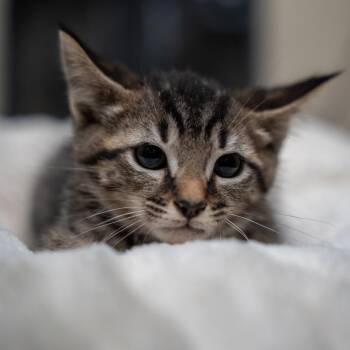 Kyle -  Domestic Short Hair Cat for Adoption in Gainesville, Georgia - Kyle | PetCurious