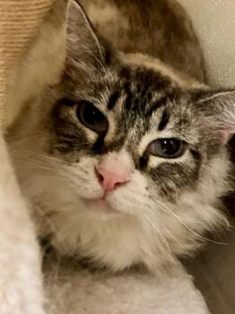 Little Mamma  *Sponsored Senior -  Domestic Short Hair Cat for Adoption in Christiansburg, Virginia - Little Mamma  *Sponsored Senior | PetCurious