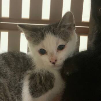 Rescue Domestic Short Hair Cats for Adoption in Lynchburg, Virginia - Serrano | PetCurious