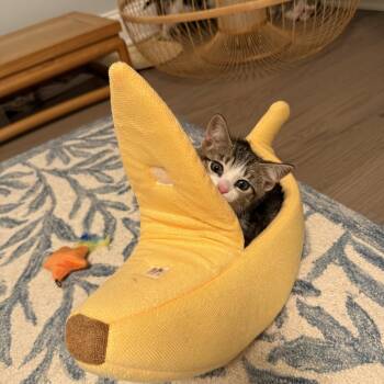Pipes -  American Shorthair Cat for Adoption in Highland Park, New Jersey - Pipes | PetCurious