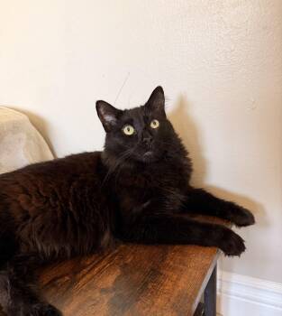 Baby Bear -  Domestic Long Hair Cat for Adoption in Long Beach, California - Baby Bear | PetCurious