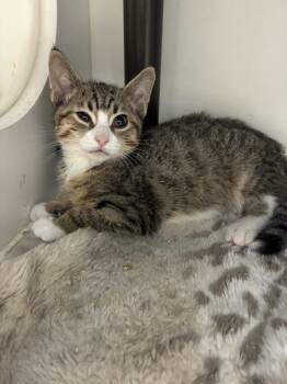 Goose -  Domestic Short Hair Cat for Adoption in Salt Lake City, Utah - Goose | PetCurious