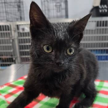 Rescue Domestic Short Hair Cats for Adoption in Fairmont, West Virginia - Onyx | PetCurious