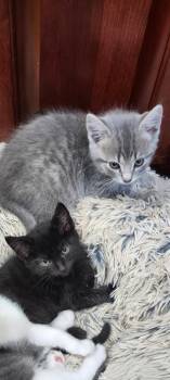 Domestic Short Hair Cats Available for Adoption in Lewis Center, Ohio - Ashes (Hilltop Greys Part 1 6) | PetCurious