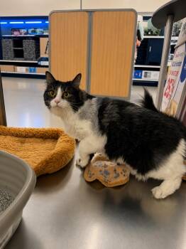 Domestic Long Hair and Maine Coon Cats Available for Adoption in Fresno, California - Fluffy Chloe | PetCurious