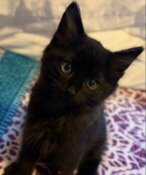 Domestic Medium Hair Cats Available for Adoption in Vancouver, Washington - Shadow | PetCurious