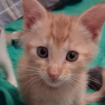 Osiris(Cheddar) -  Domestic Short Hair Cat for Adoption in Indianapolis, Indiana - Osiris(Cheddar) | PetCurious