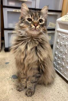Domestic Long Hair Cats Available for Adoption - Bob | PetCurious