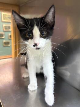 Starch -  Domestic Short Hair Cat for Adoption in Little Rock, Arkansas - Starch | PetCurious
