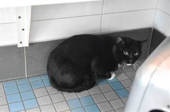 MILES -  Domestic Short Hair Cat for Adoption in Loveland, Colorado - MILES | PetCurious