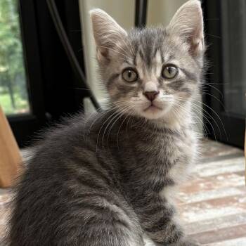 Moose Shah -  Domestic Short Hair and Tabby Cat for Adoption in Morrison, Colorado - Moose Shah | PetCurious