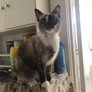 Rescue Domestic Short Hair Cats for Adoption in Lynchburg, Virginia - Kiki | PetCurious