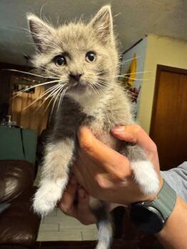 Domestic Long Hair Cats Available for Adoption in Little Rock, Arkansas - Linda | PetCurious