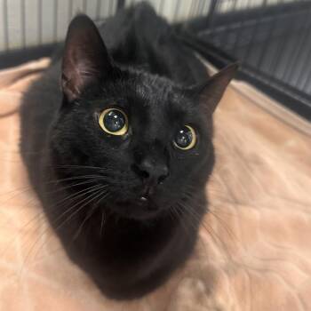 Cynthia Erivo -  Domestic Short Hair Cat for Adoption in Rocky Mount, Virginia - Cynthia Erivo | PetCurious