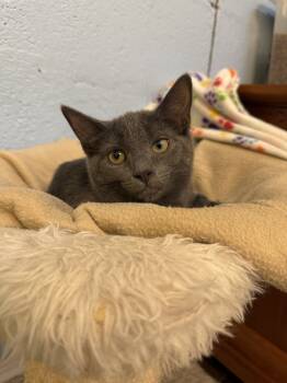 Rescue Domestic Short Hair Cats for Adoption in West Mifflin, Pennsylvania - Credence | PetCurious