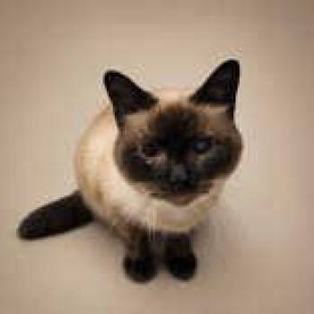 Baby -  Siamese Cat for Adoption in Portsmouth, Ohio - Baby | PetCurious