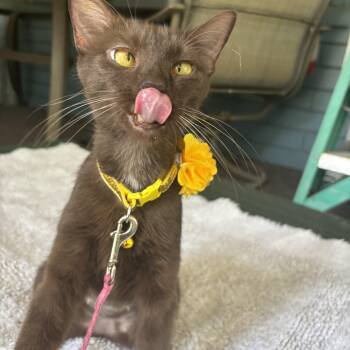 Heidi -  Havana and Domestic Short Hair Cat for Adoption in Jacksonville, Florida - Heidi | PetCurious