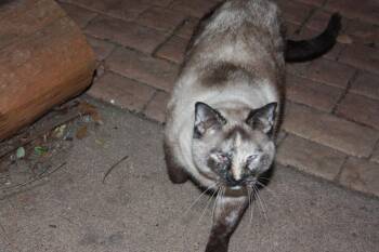 Skittles -  Siamese and Domestic Short Hair Cat for Adoption - Skittles | PetCurious