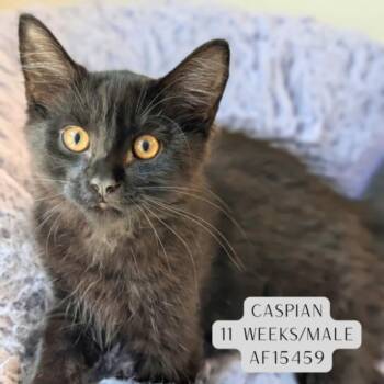 Caspian -  Domestic Short Hair Cat for Adoption - Caspian | PetCurious