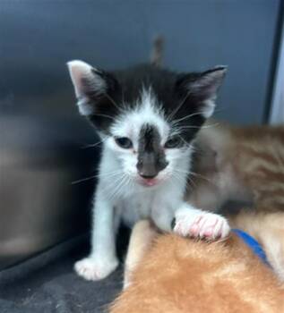 HAUTE -  Domestic Short Hair Cat for Adoption in Dallas, Texas - HAUTE | PetCurious
