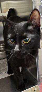 ASHA -  Domestic Short Hair Cat for Adoption in St. Peters, Missouri - ASHA | PetCurious