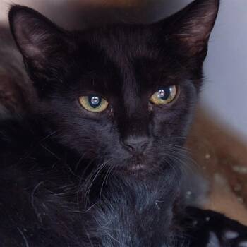 MAX -  Domestic Short Hair Cat for Adoption in St. Louis, Missouri - MAX | PetCurious