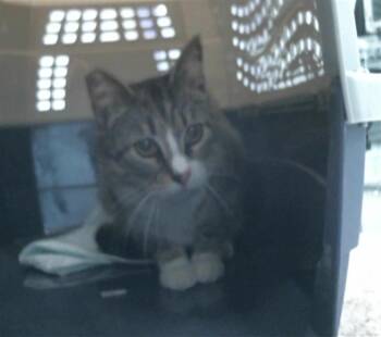 Domestic Short Hair Cats Available for Adoption in Houston, Texas - CARRIE | PetCurious