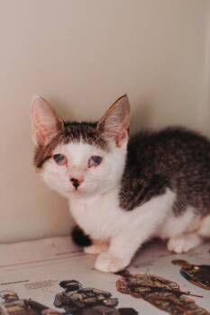 92729a Tina Turner -  Domestic Short Hair Cat for Adoption in North Charleston, South Carolina - 92729a Tina Turner | PetCurious