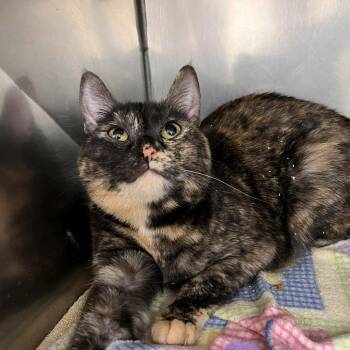 Domestic Short Hair Cats Available for Adoption - Zinnara | PetCurious