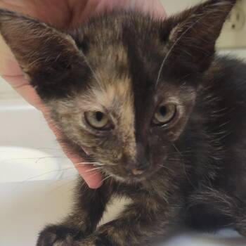 Scout -  Domestic Short Hair Cat for Adoption in Milan, Illinois - Scout | PetCurious
