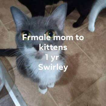 Rescue Domestic Short Hair Cats for Adoption - June (June's Babies Mom) | PetCurious