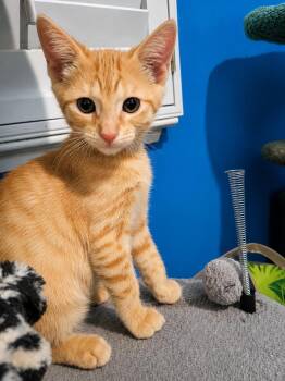 Riley -  Domestic Short Hair Cat for Adoption in Rio Linda, California - Riley | PetCurious
