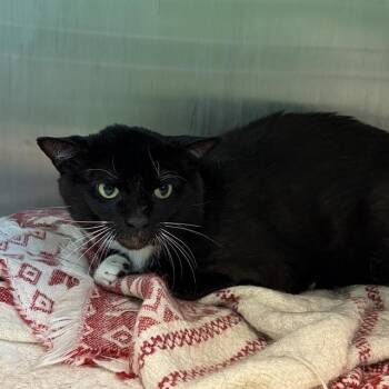 KITTIWAKE -  Domestic Short Hair Cat for Adoption in Barnstable, Massachusetts - KITTIWAKE | PetCurious