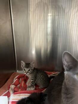 Camie -  Domestic Short Hair Cat for Adoption in Farmers Branch, Texas - Camie | PetCurious