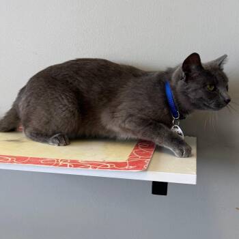 Domestic Short Hair Cats Available for Adoption in Normal, Illinois - Archibald | PetCurious