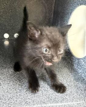 Rescue Domestic Short Hair Cats for Adoption in Waynesboro, Georgia - Zephyr | PetCurious