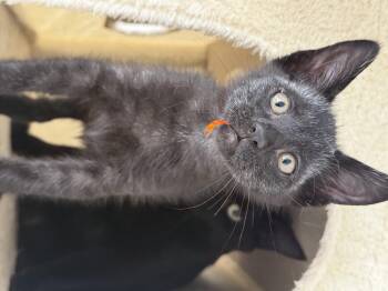 Tiny -  Domestic Short Hair Cat for Adoption in Hurricane, Utah - Tiny | PetCurious