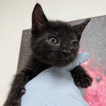 Azula -  Domestic Short Hair Cat for Adoption in Lakewood, California - Azula | PetCurious