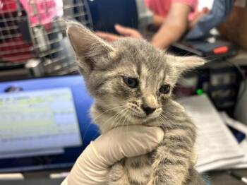 A383466 -  Domestic Short Hair Cat for Adoption in Ocala, Florida - A383466 | PetCurious