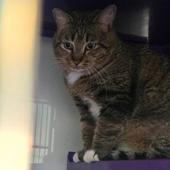 Domestic Short Hair Cats Available for Adoption - Jim AAC | PetCurious