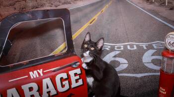 Rescue Domestic Short Hair Cats for Adoption in Lucas, Texas - Chad | PetCurious